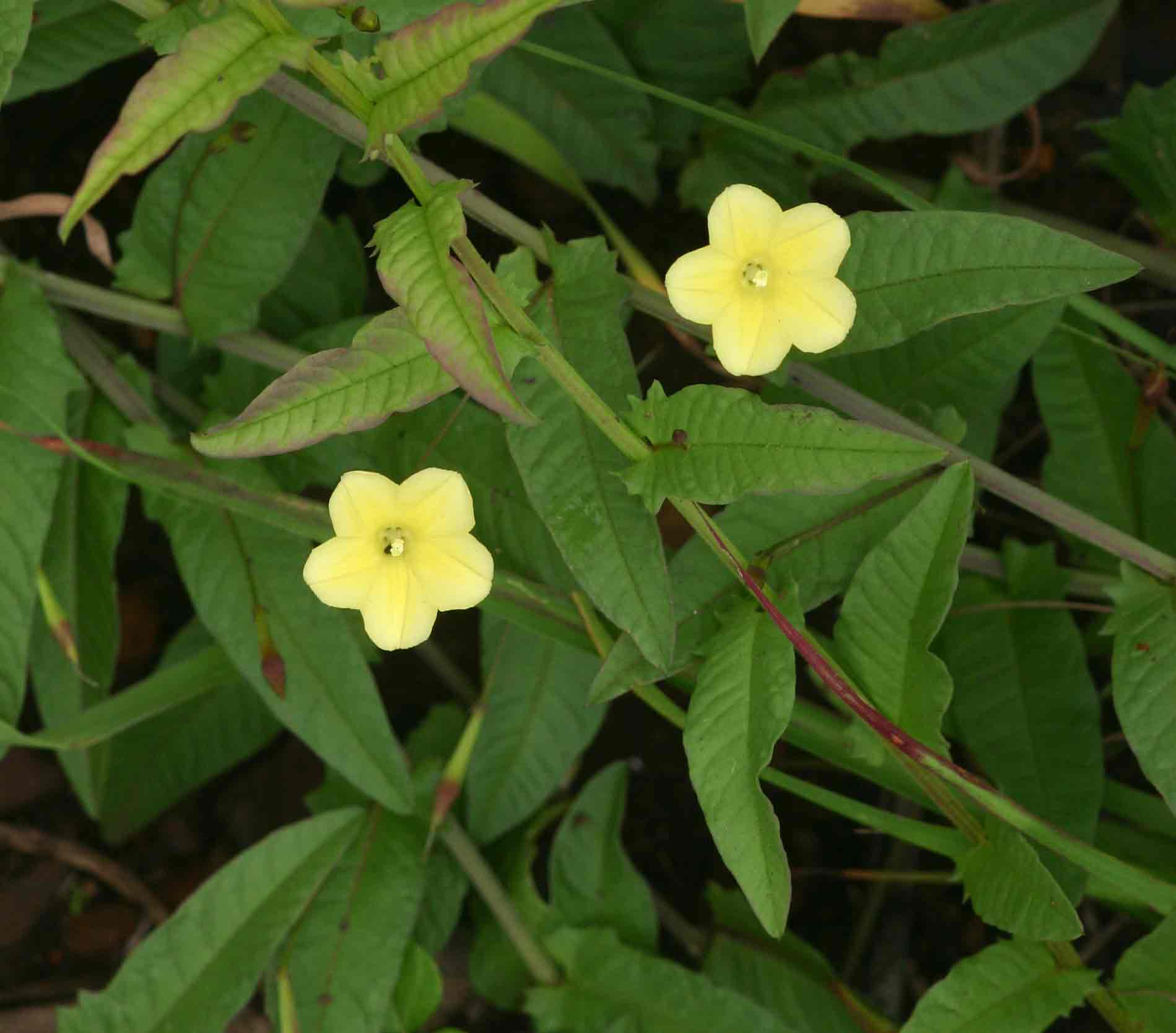 Xenostegia tridentata subsp. angustifolia