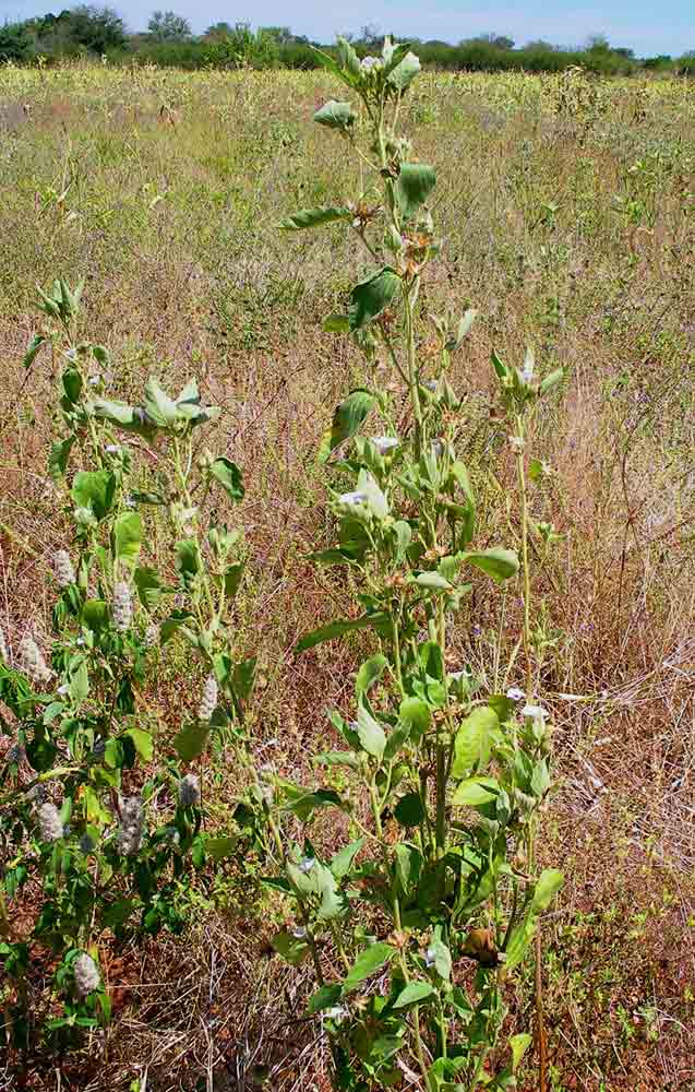 Astripomoea lachnosperma