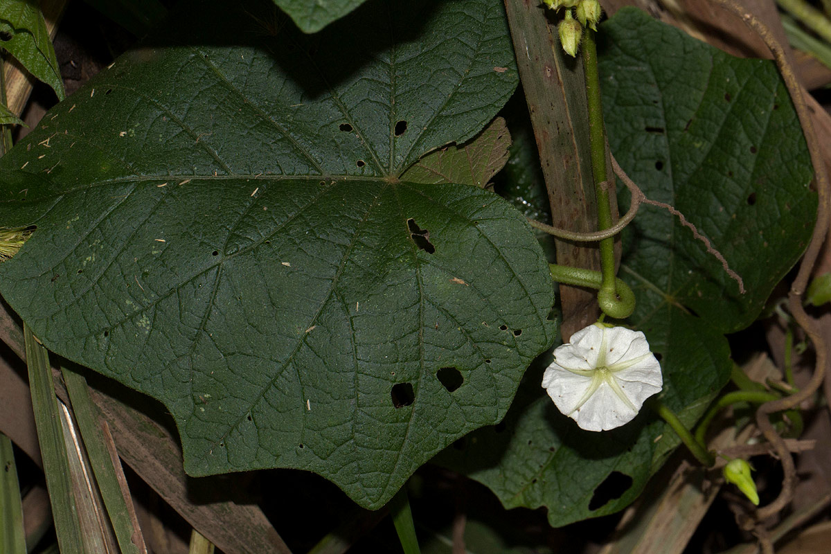 Lepistemon owariensis Lepistemon owariensis