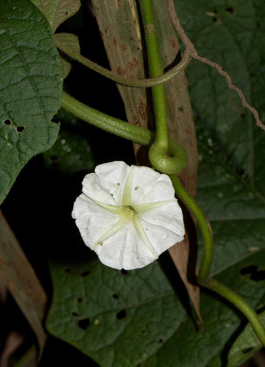 Lepistemon owariensis