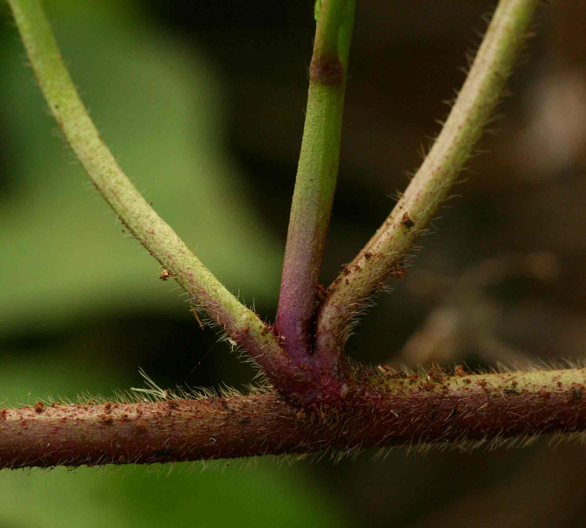 Ipomoea batatas Ipomoea batatas