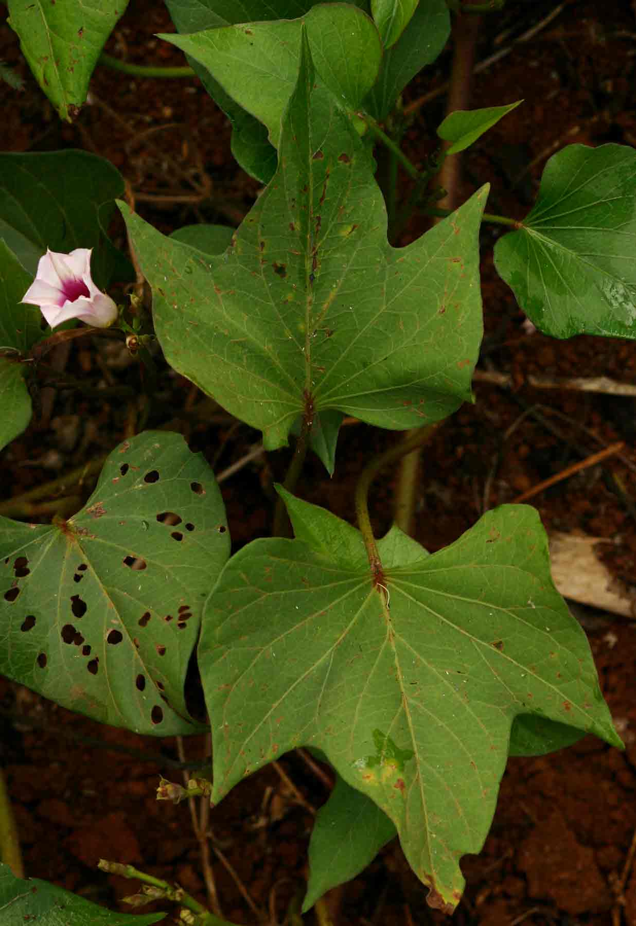 Ipomoea batatas Ipomoea batatas