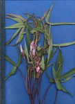 Ipomoea batatas