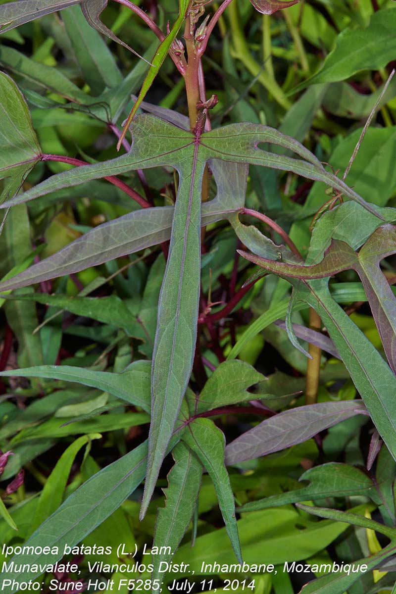 Ipomoea batatas Ipomoea batatas