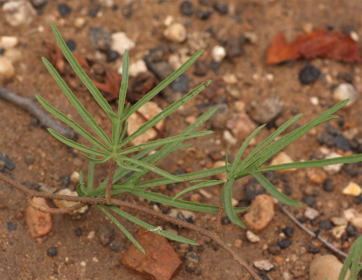 Ipomoea bolusiana