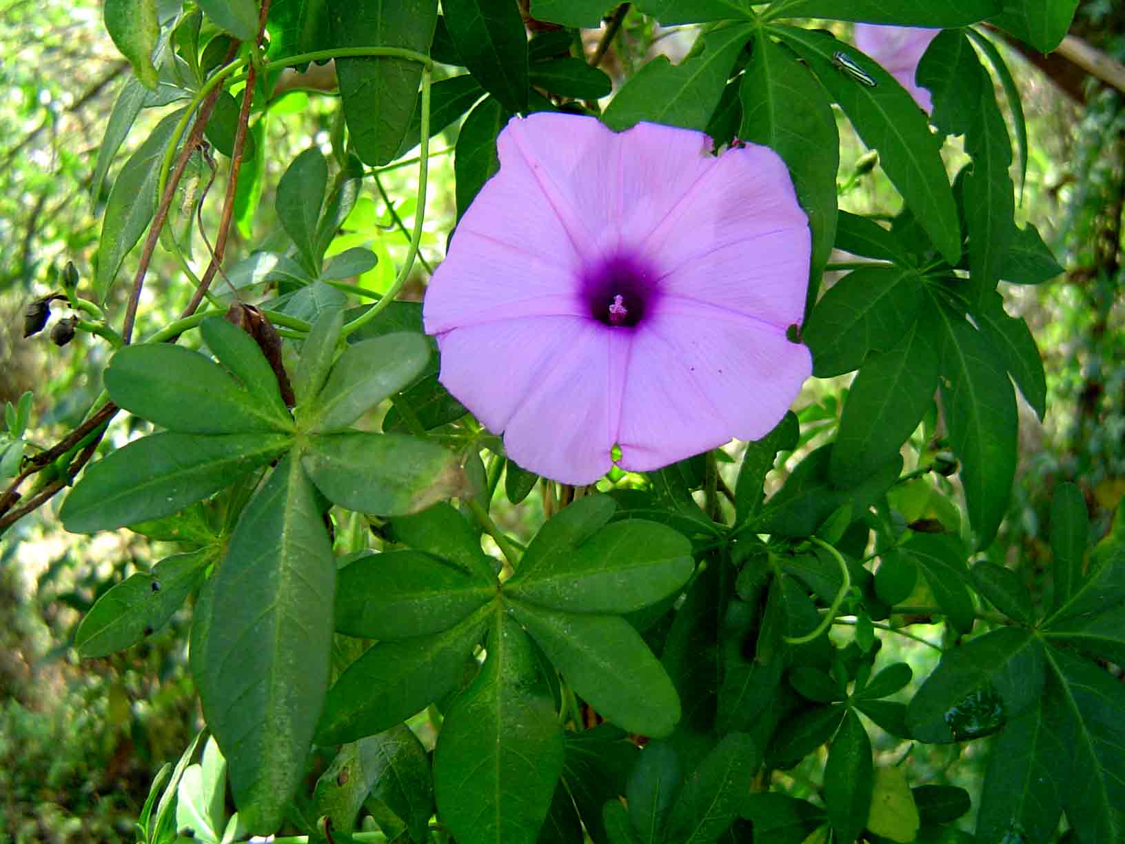 Ipomoea cairica var. cairica Ipomoea cairica var. cairica