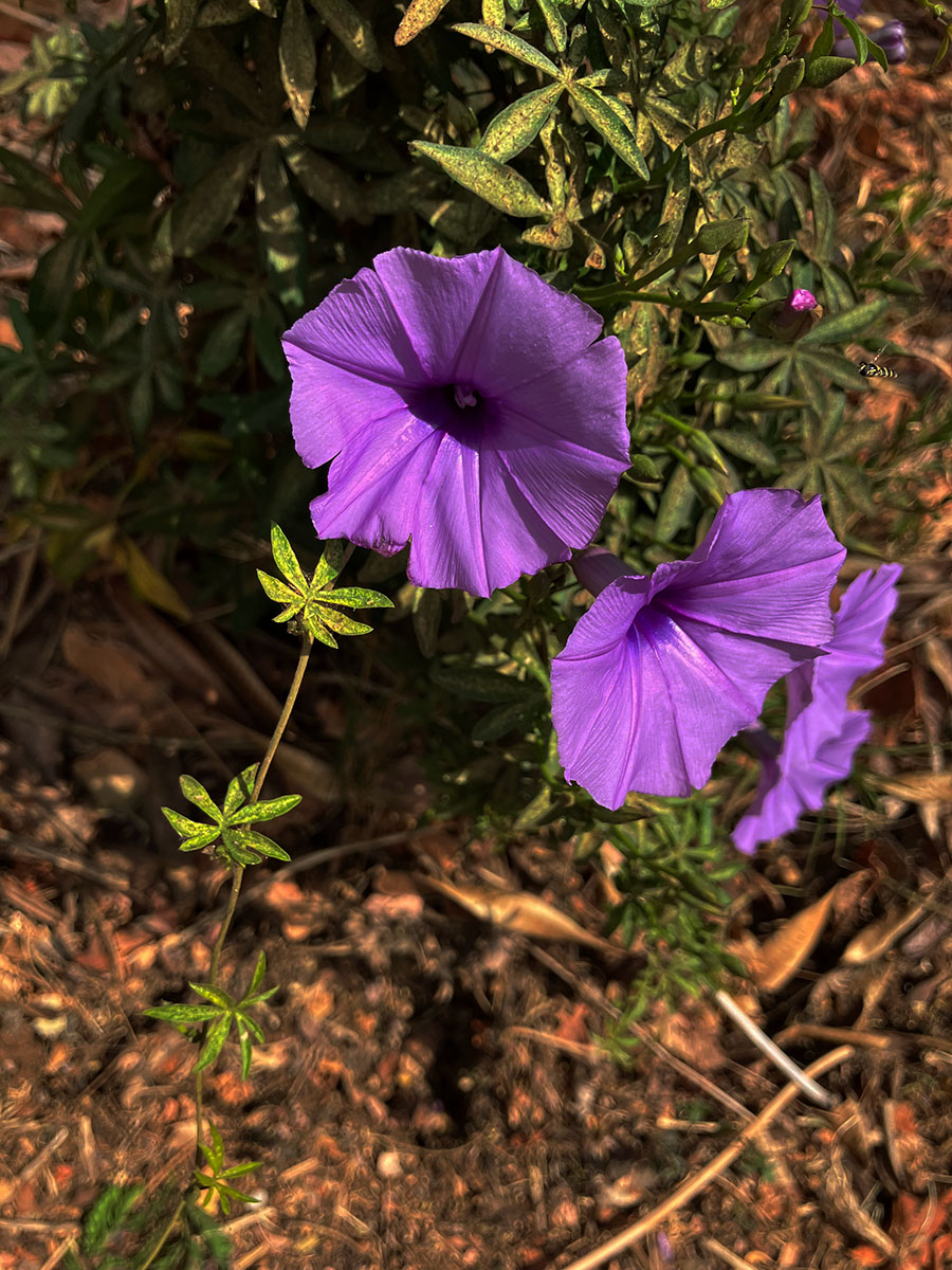 Ipomoea cairica var. cairica Ipomoea cairica var. cairica