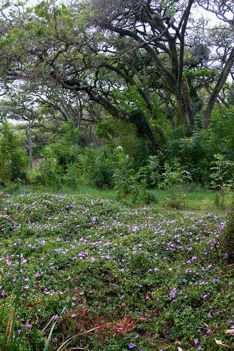 Ipomoea cairica var. cairica Ipomoea cairica var. cairica
