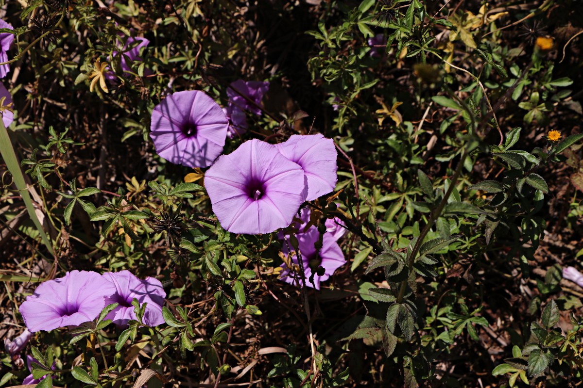 Ipomoea cairica var. cairica Ipomoea cairica var. cairica