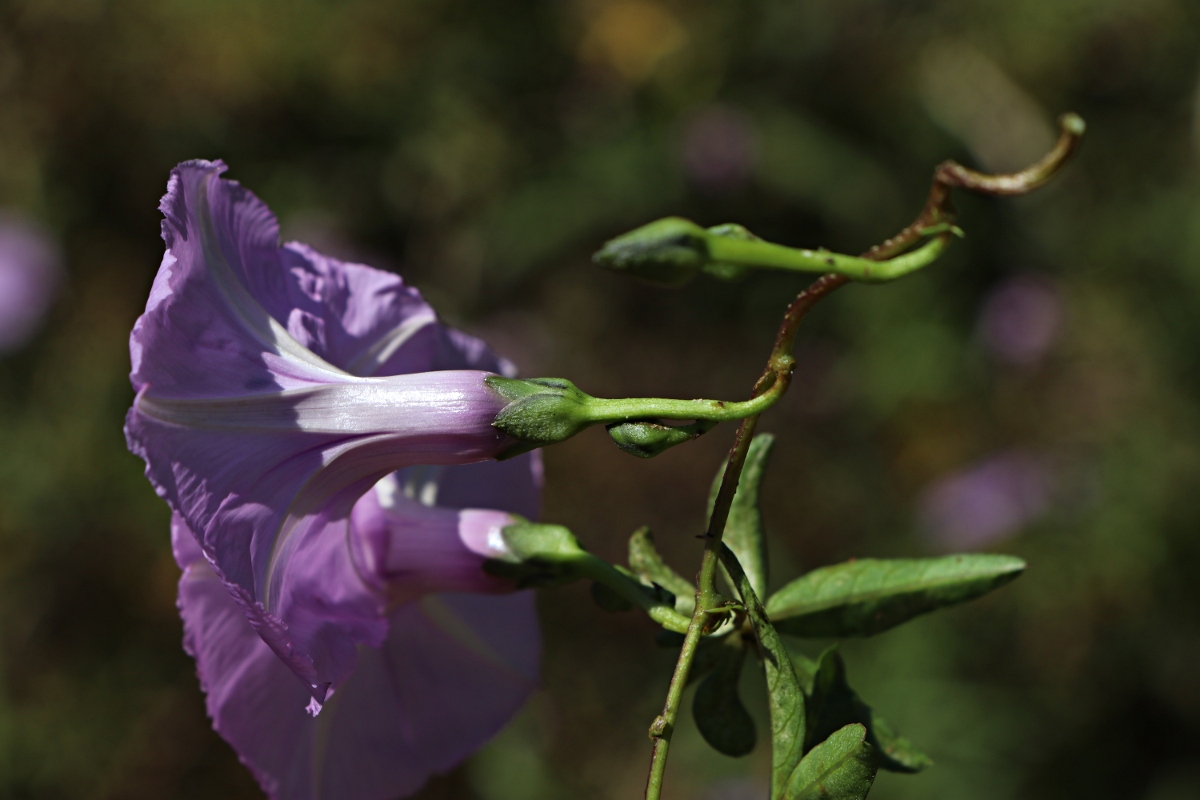 Ipomoea cairica var. cairica Ipomoea cairica var. cairica