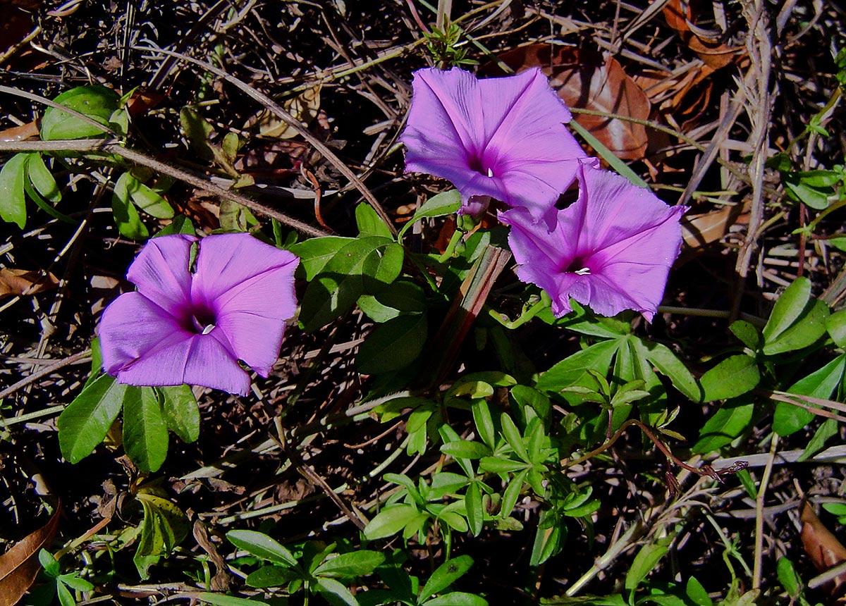 Ipomoea cairica var. cairica Ipomoea cairica var. cairica