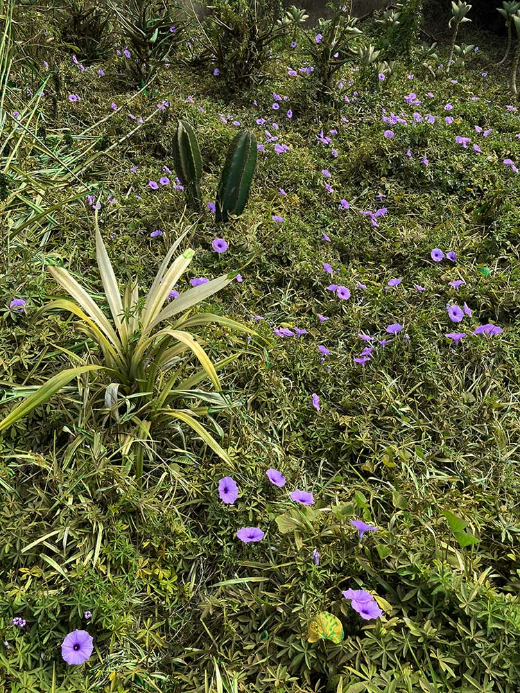 Ipomoea cairica var. cairica Ipomoea cairica var. cairica