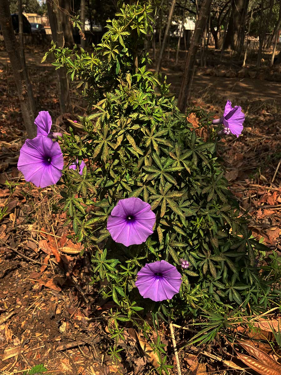 Ipomoea cairica var. cairica Ipomoea cairica var. cairica