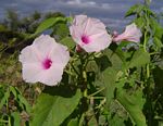 Ipomoea carnea subsp. fistulosa