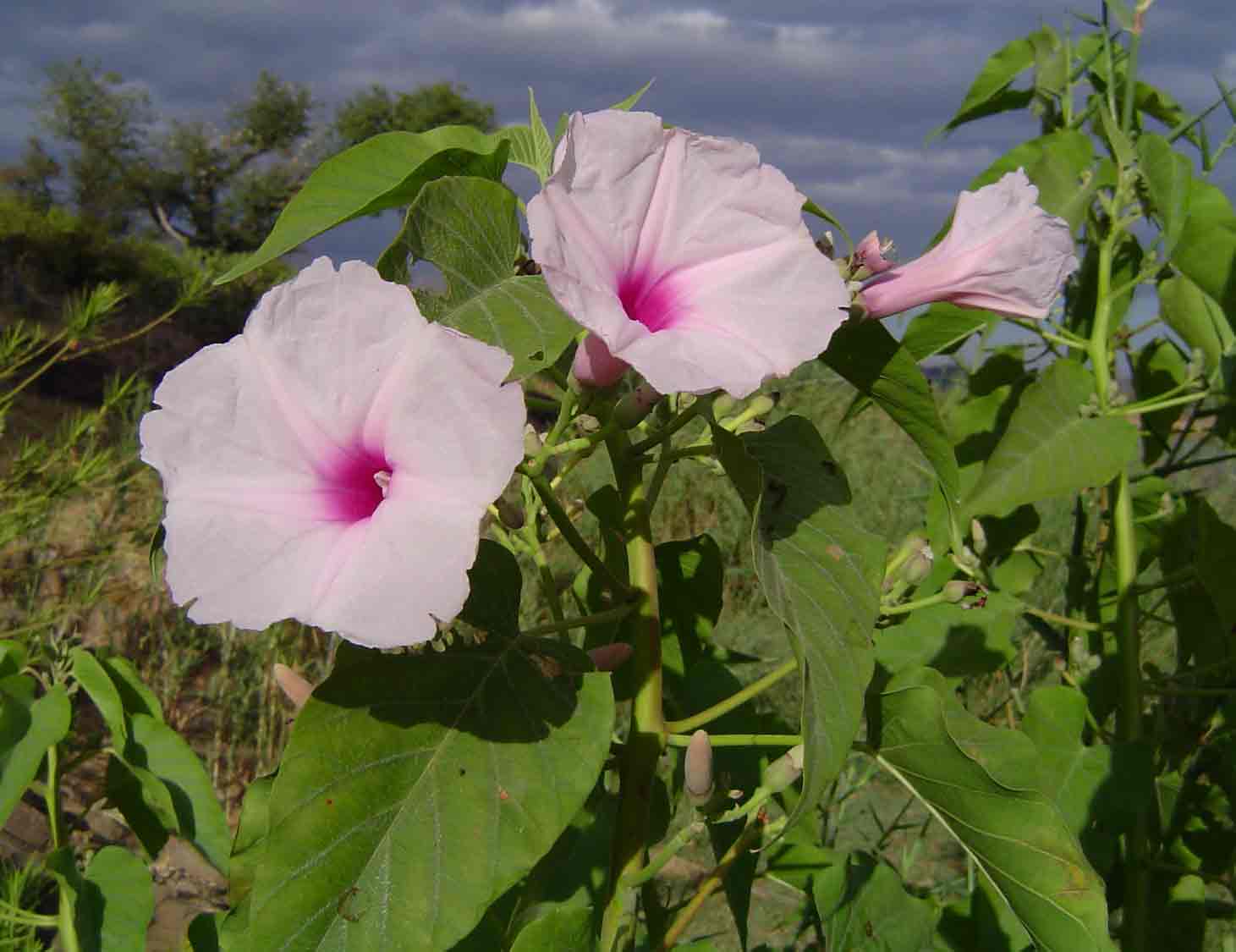 Ipomoea carnea subsp. fistulosa