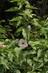 Ipomoea carnea subsp. fistulosa