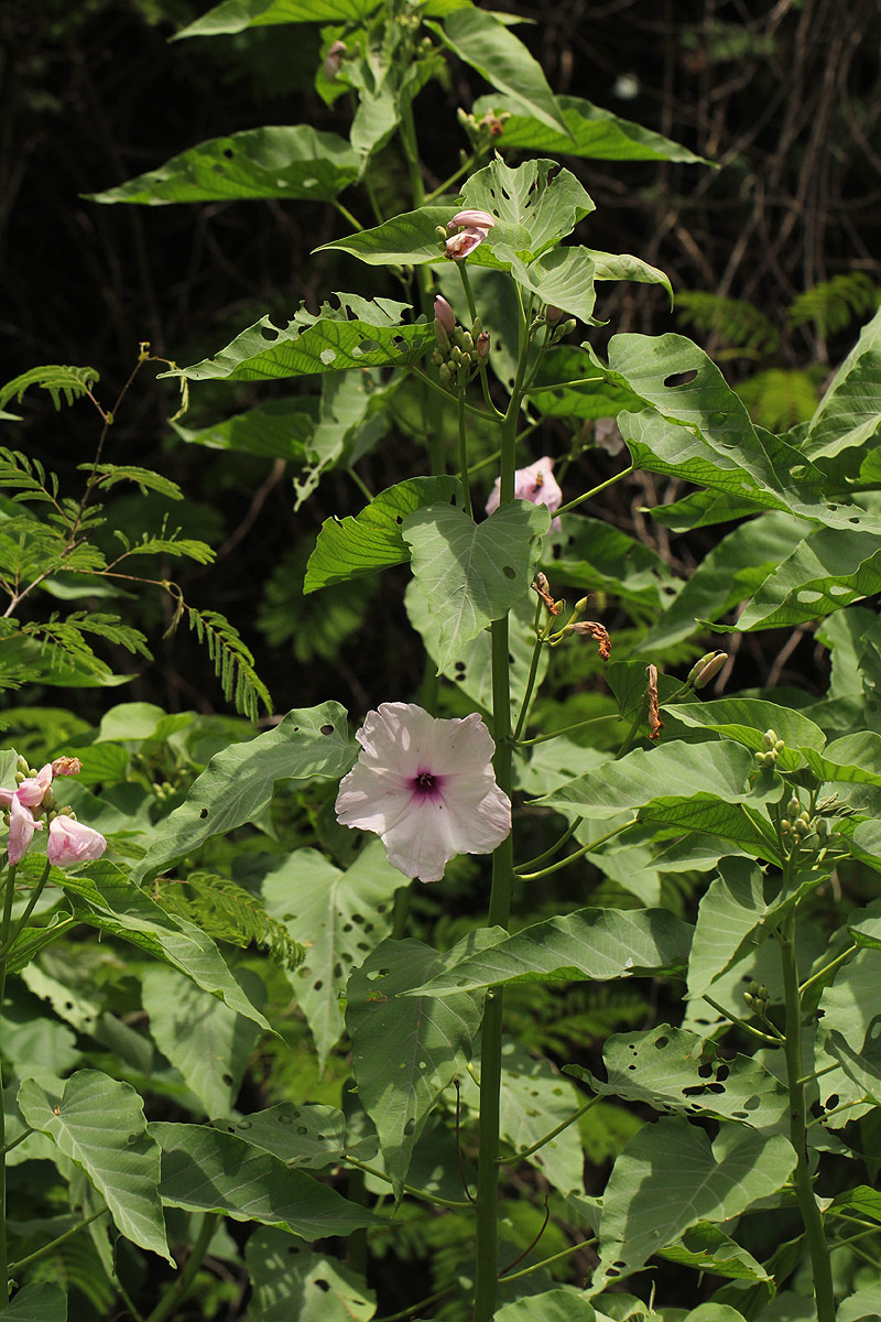 Ipomoea carnea subsp. fistulosa