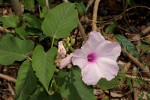 Ipomoea carnea subsp. fistulosa