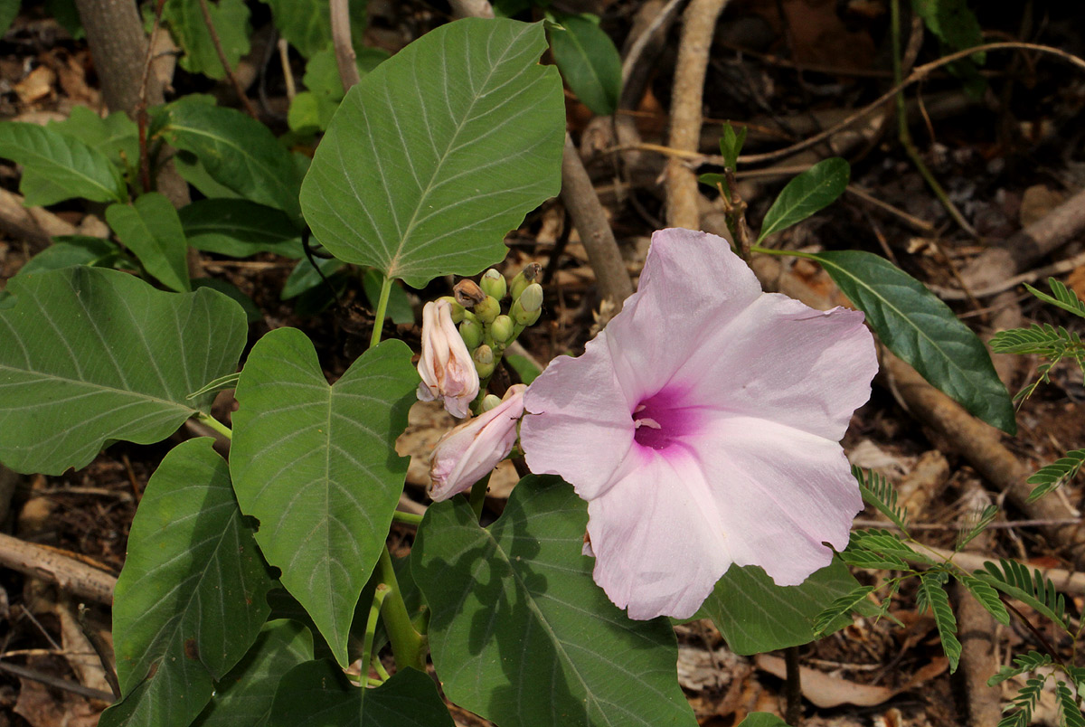 Ipomoea carnea subsp. fistulosa