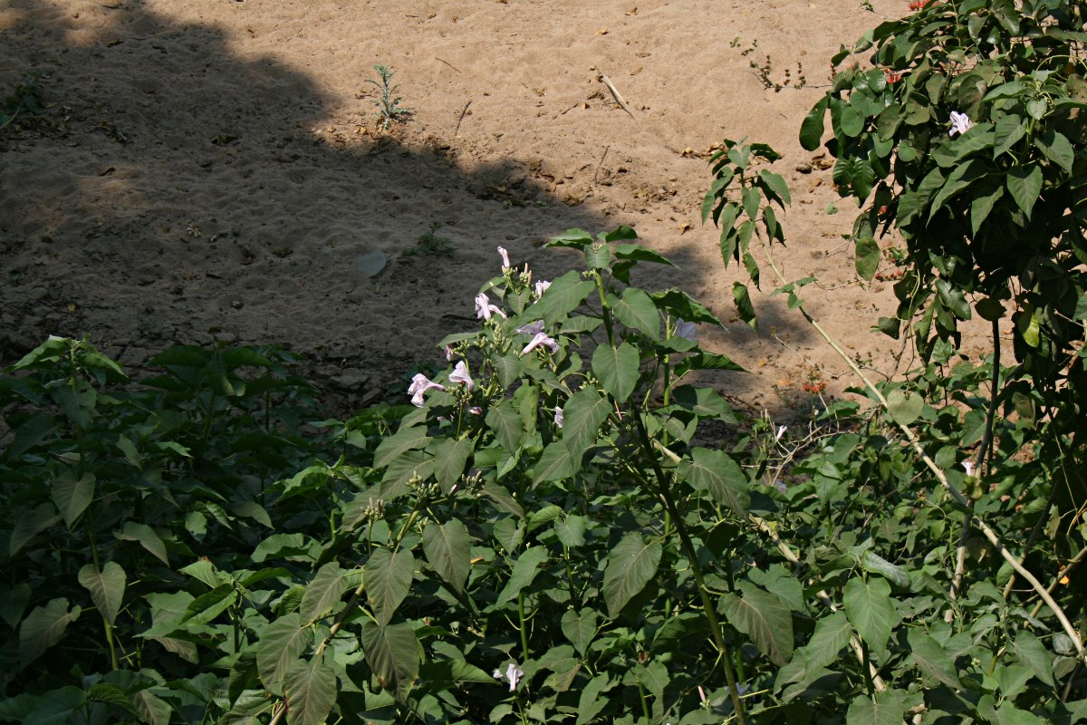 Ipomoea carnea subsp. fistulosa