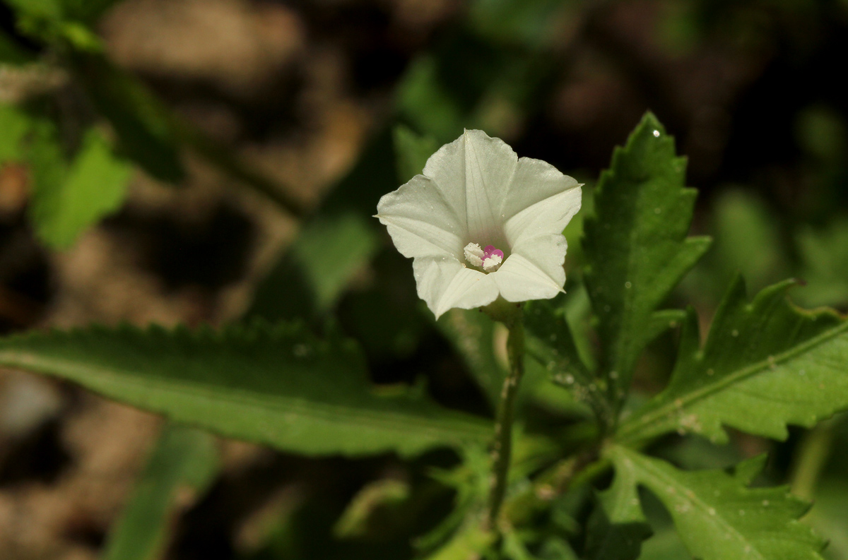 Ipomoea coptica var. coptica