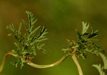 Ipomoea coptica var. coptica