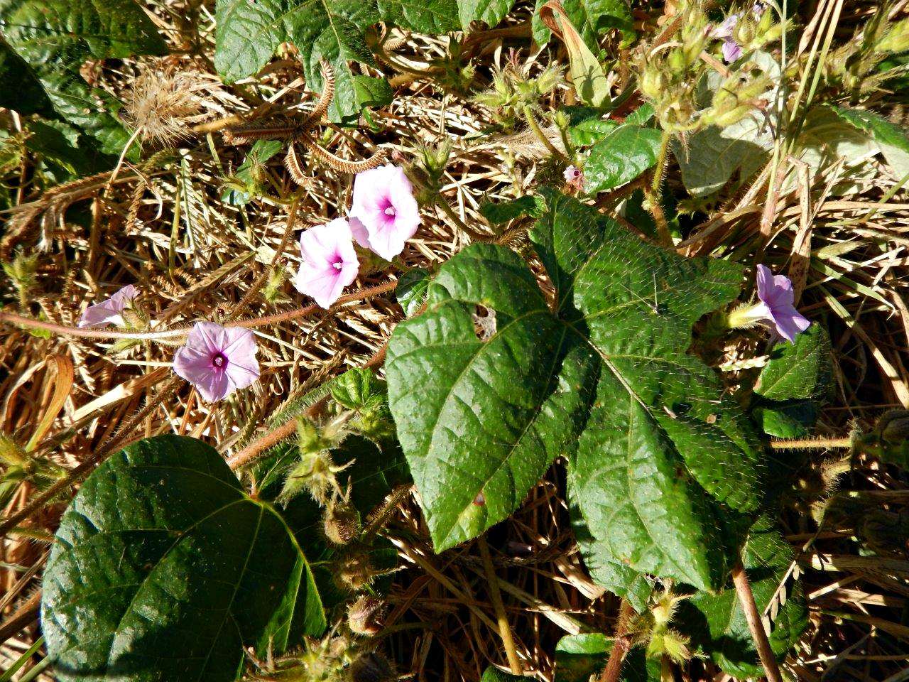 Ipomoea dichroa