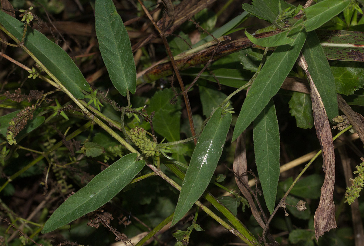 Ipomoea eriocarpa Ipomoea eriocarpa