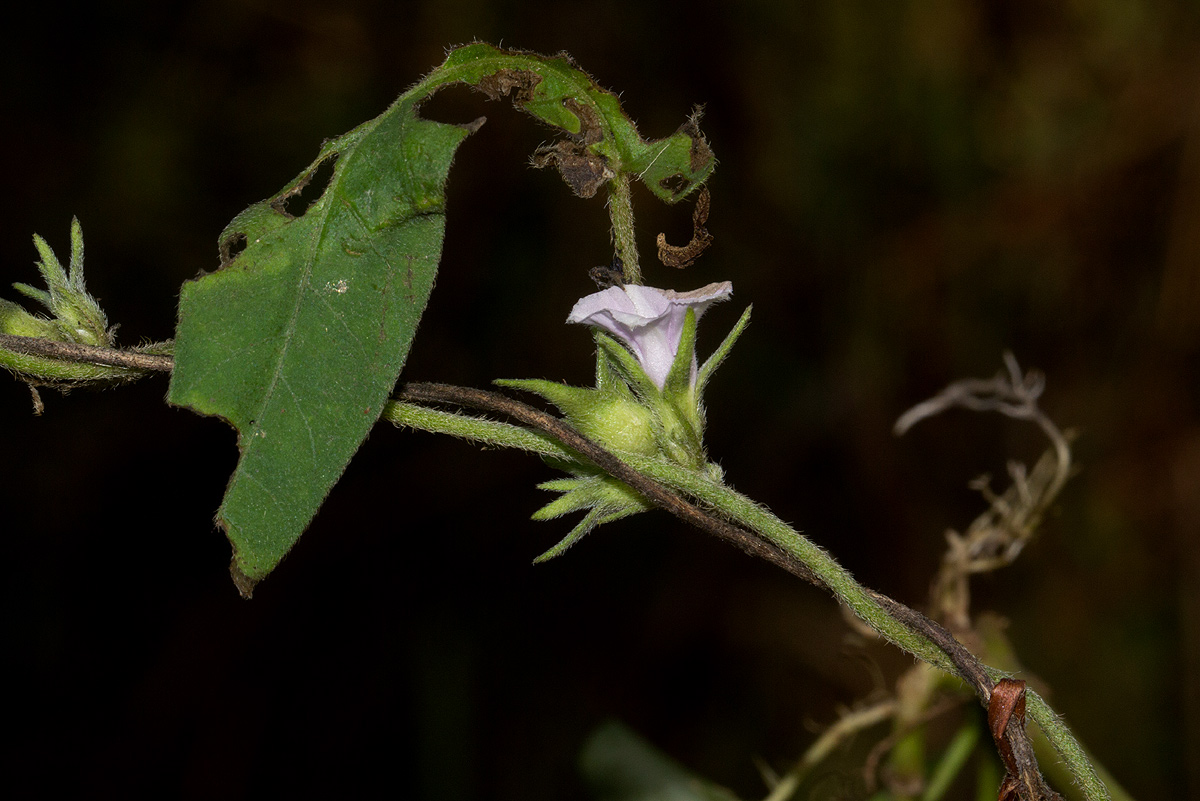 Ipomoea eriocarpa Ipomoea eriocarpa