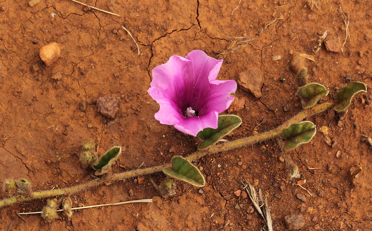 Ipomoea fulvicaulis var. fulvicaulis Ipomoea fulvicaulis var. fulvicaulis