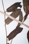 Ipomoea fulvicaulis var. heterocalyx