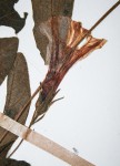 Ipomoea fulvicaulis var. heterocalyx