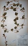 Ipomoea hackeliana