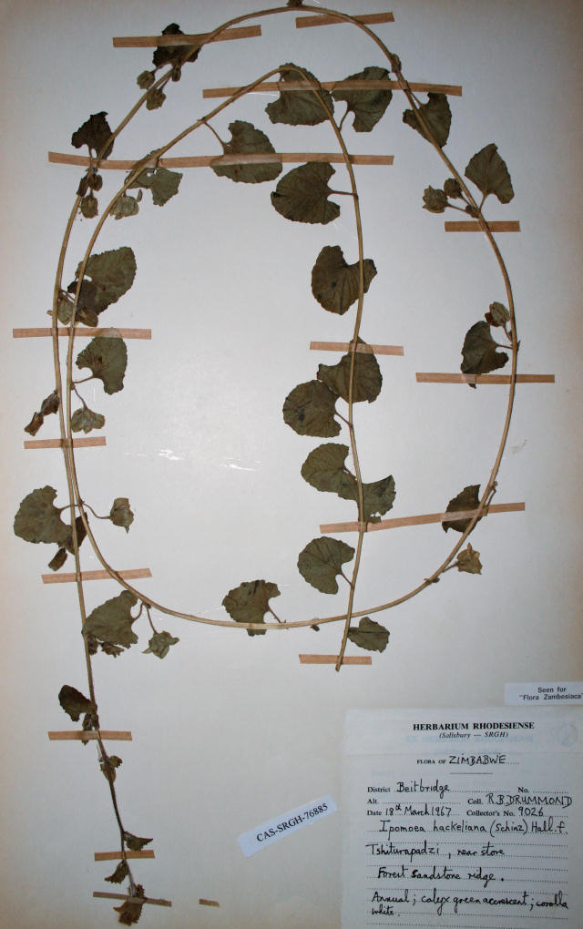Ipomoea hackeliana