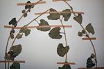 Ipomoea hackeliana