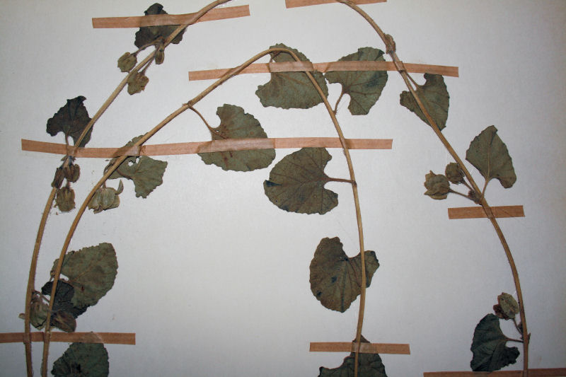 Ipomoea hackeliana