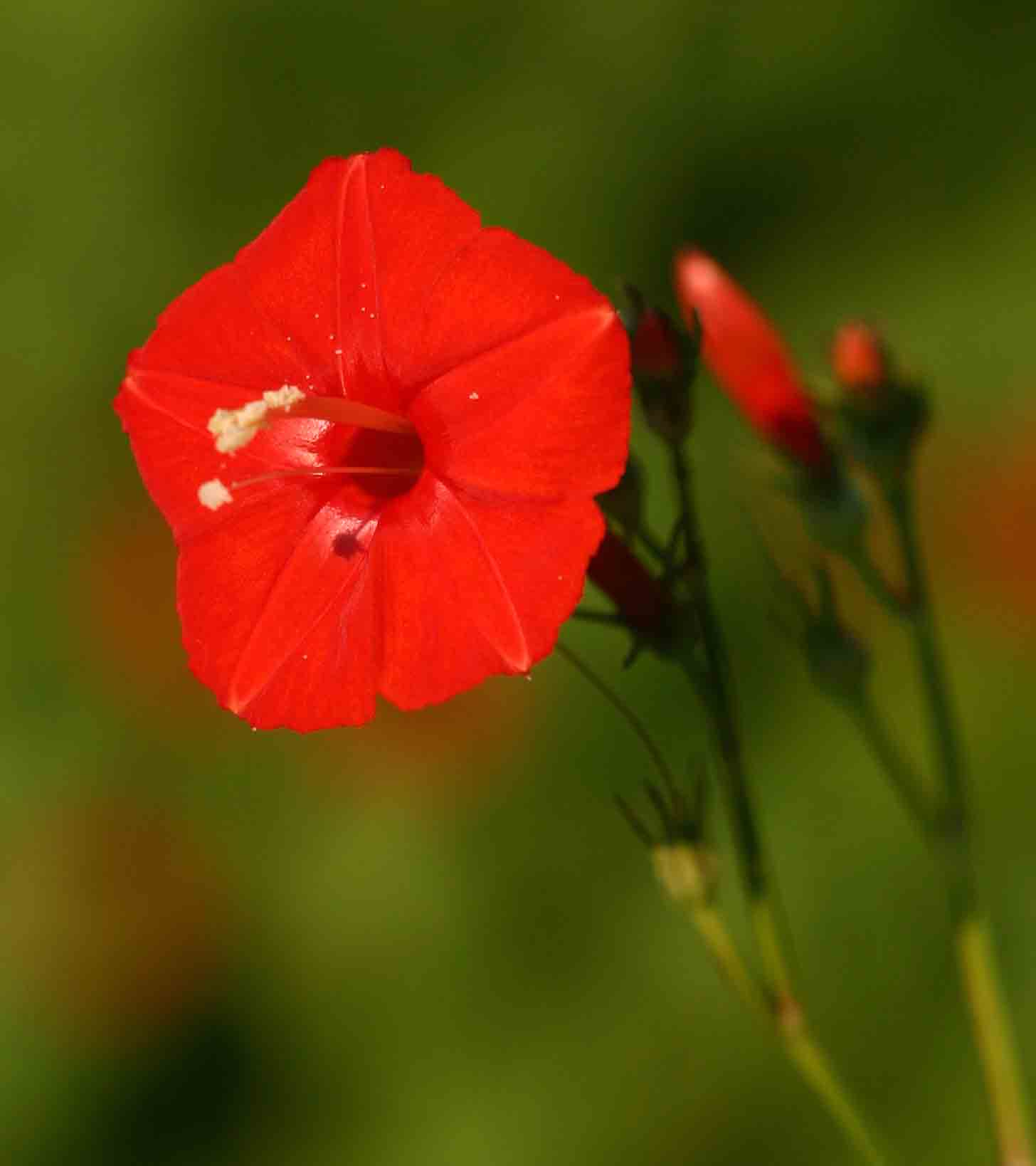 Ipomoea hederifolia