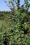 Ipomoea indica