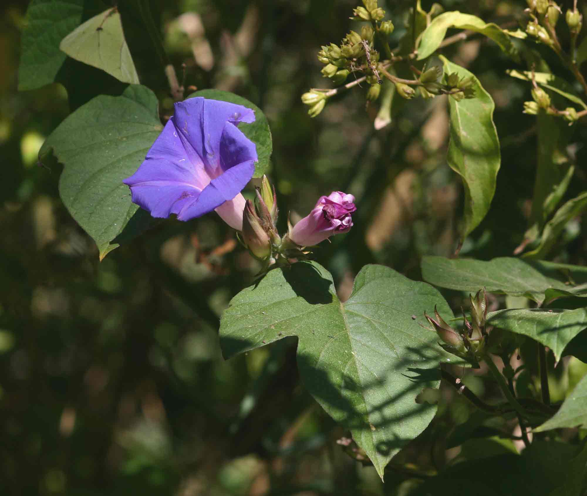 Ipomoea indica Ipomoea indica