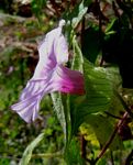 Ipomoea involucrata var. involucrata