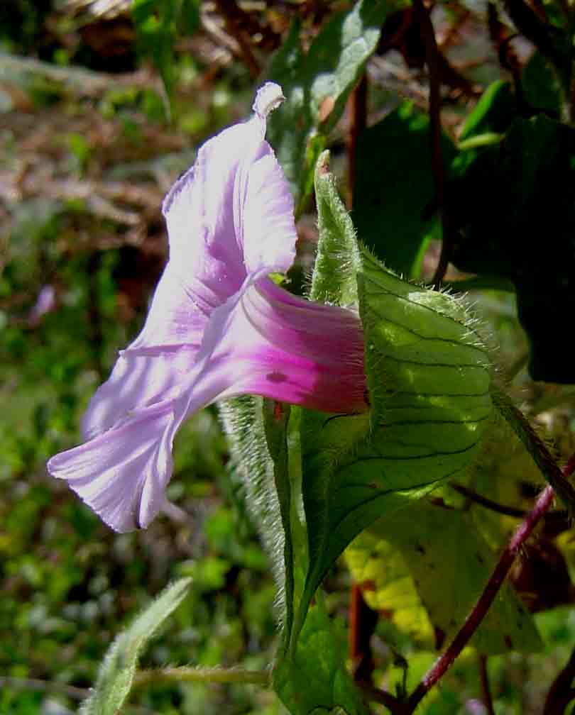 Ipomoea involucrata var. involucrata