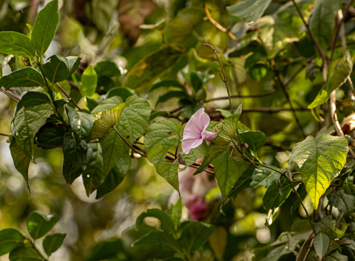 Ipomoea involucrata Ipomoea involucrata