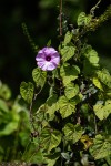 Ipomoea involucrata