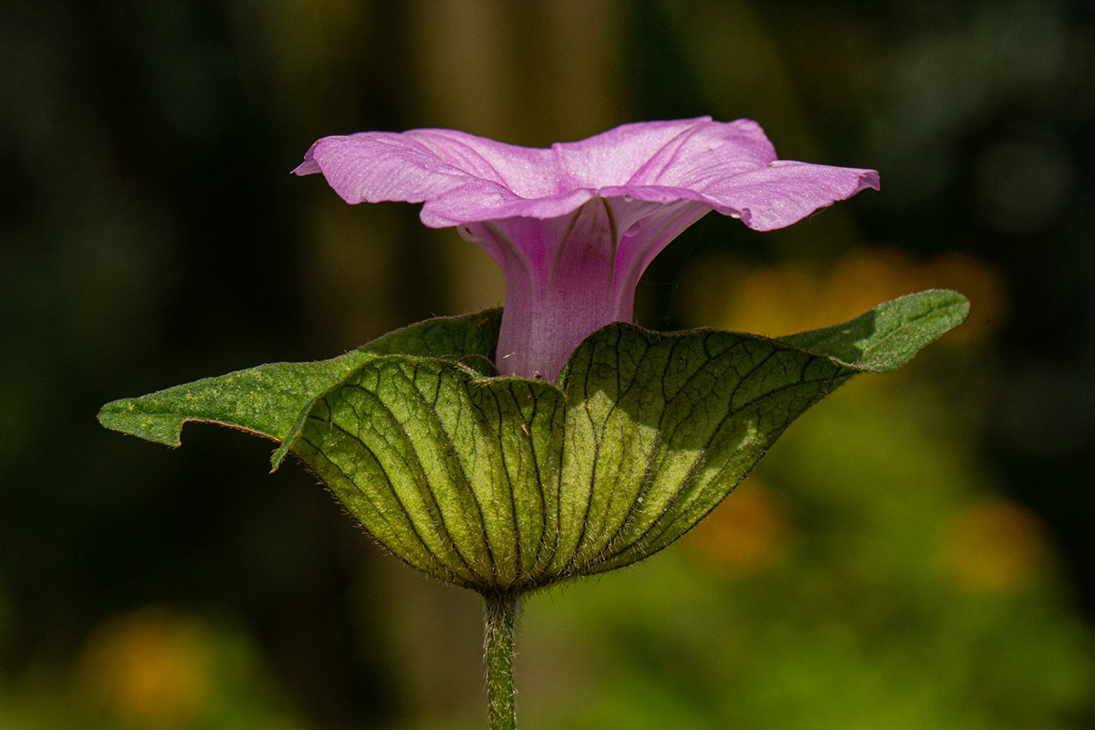 Ipomoea involucrata Ipomoea involucrata
