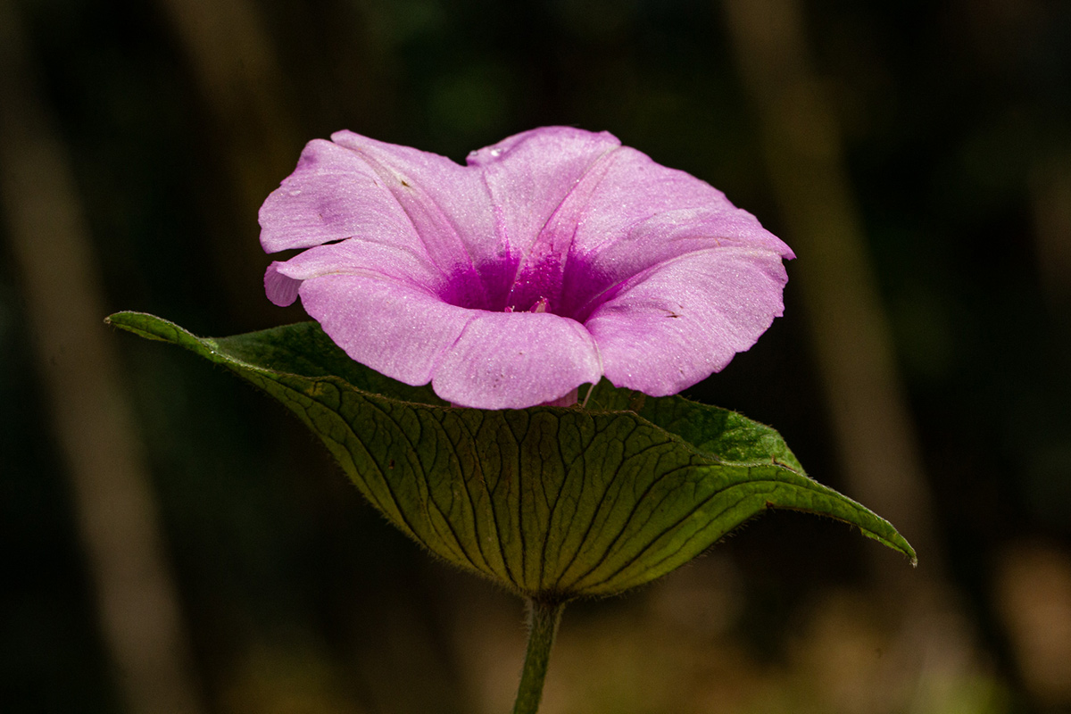 Ipomoea involucrata Ipomoea involucrata