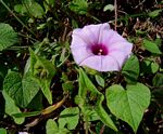 Ipomoea involucrata var. involucrata