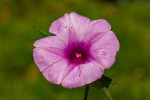 Ipomoea involucrata