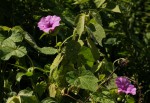 Ipomoea involucrata var. involucrata