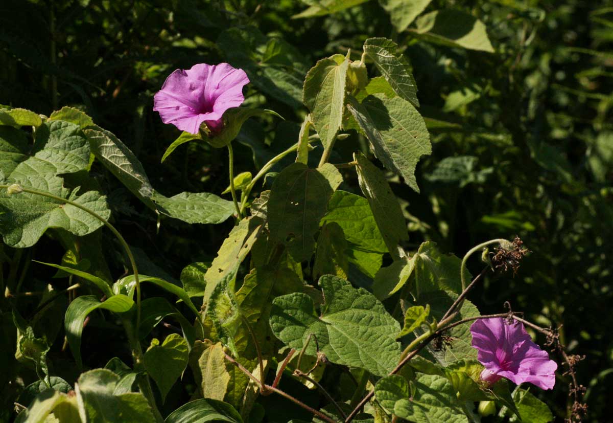 Ipomoea involucrata var. involucrata