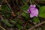 Ipomoea involucrata var. involucrata